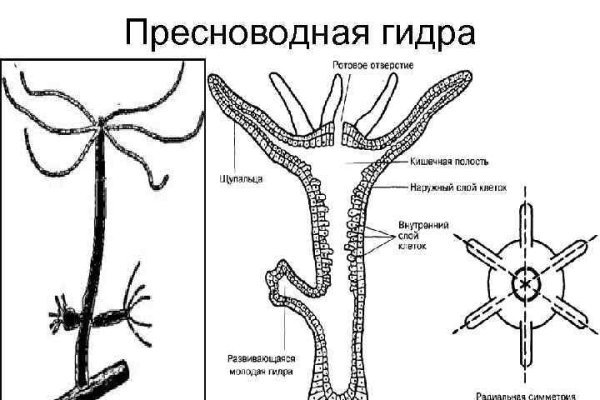 Как найти ссылку на mega даркнет